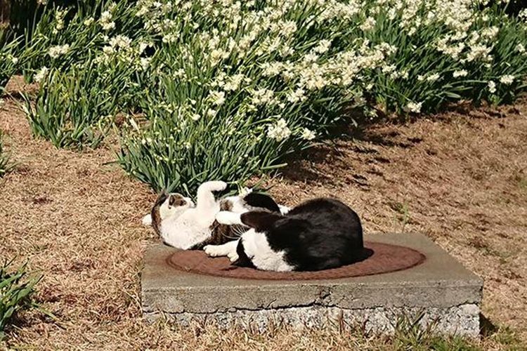 Dua kucing tengah berjemur sinar matahari bersama-sama