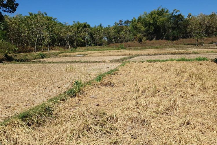 Ilustrasi sawah kekeringan saat musim kemarau