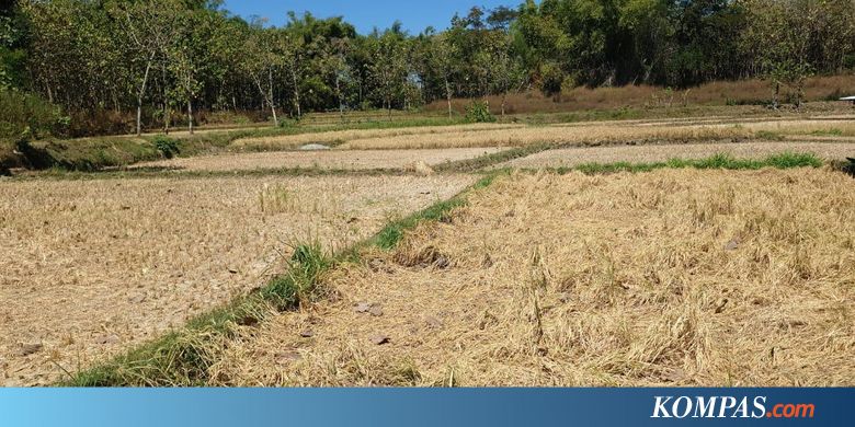 Musim Kemarau, Petani yang Asuransikan Lahannya Meningkat