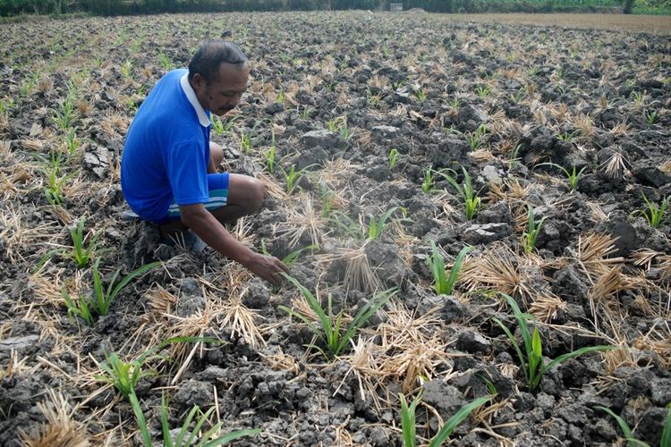 Petani Desa Suwatu, Kecamatan Gabus, Kabupaten Grobogan, Jawa Tengah menunjukkan lahan persawahannya yang terancam puso akibat kemarau, Kamis (4/7/2019).