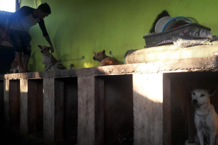 Malik, pedagang anjing dari Padang, Sumatera Barat memeriksa anjing kampung Garut yang akan dibawanya ke Sumbar. 