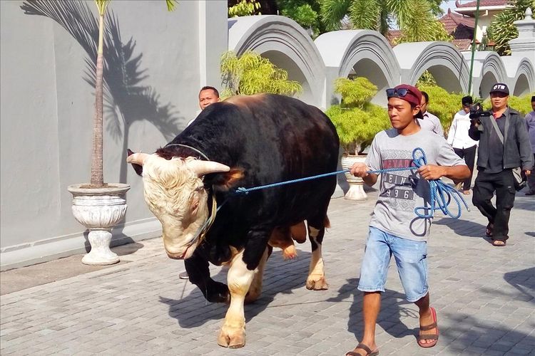 Sapi jenis simental milik Presiden Jokowi yang dibeli dari Sulistiyo Hadi saat dibawa dari Kompleks Kantor Kepatihan ke Masjid Nur Maunah, Gunungkidul.