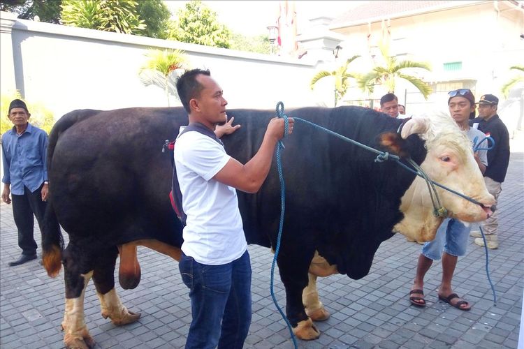 Sapi jenis Simmetal milik Presiden Joko Widodo saat di Kompleks Kantor Kepatihan untuk secara simbolis diserahkan kepada Takmir Masjid Nur Maunah, Gunungkidul.