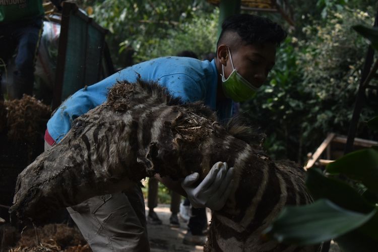 Petugas Bandung Zoological Garden (Bazoga) tengah mengangkat satwa awetan kuda zebra yang sudah tidak layak menjadi peraga baik untuk pendidikan maupun penelitian. Sebanyak 263 satwa awetan dimusnahkan di Bazoga, Rabu (28/8/2019).