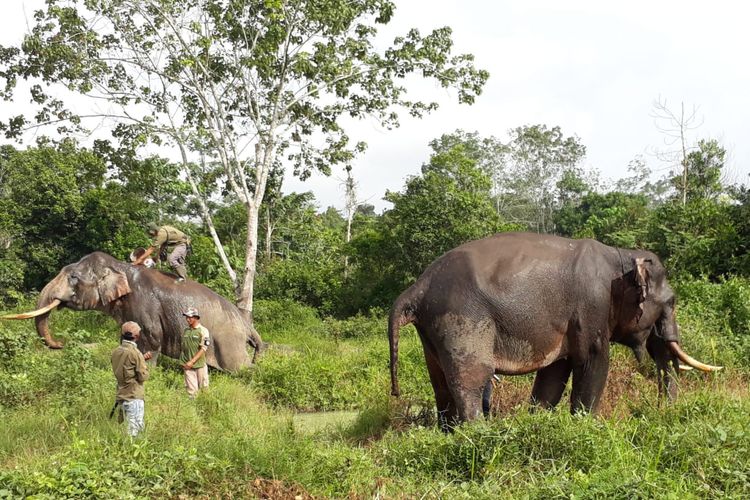 Dua ekor gajah jinak bernama Rahman dan Indro yang digunakan tim BBKSDA Riau untuk menggiring gajah liar ke habitatnya di Kabupaten Kuansing, Riau, Rabu (19/6/2019). 