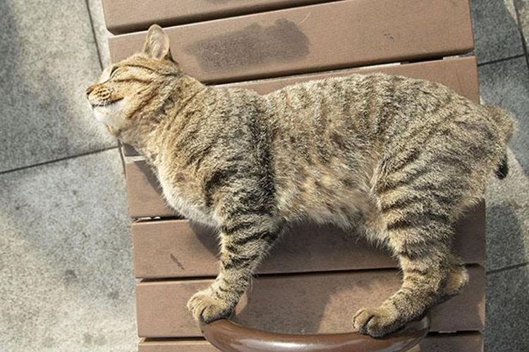 Seekor kucing tengah berjemur di bawah sinar matahari dekat Jembatan Enoshima Benten