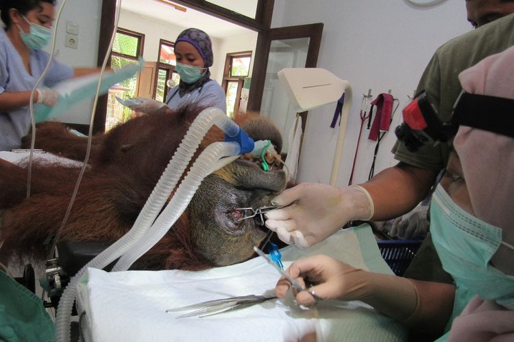 Foto dokumentasi YEL - SOCP, tim medis di pusat Karantina Sibolangit sedang malakukan penanganan terhadap induk orangutann yang dievakuasi di Subulussalam, Aceh, Rabu (13/03/2019).