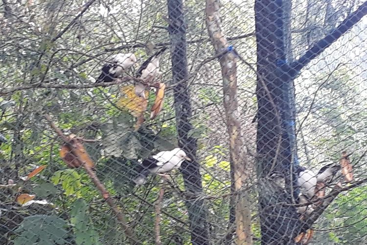 Burung Jalak Putih akan dilepas di Tahura R Soerjo Mojokerto, Selasa (26/3/2019)