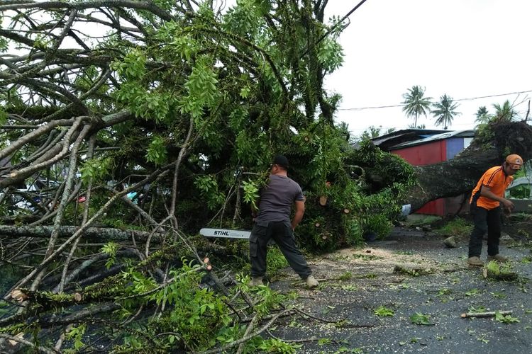 Petugas dari BPBD Padang sedang membersihkan pohon tumbang akibat hujan deras dan angin puting beliung. 