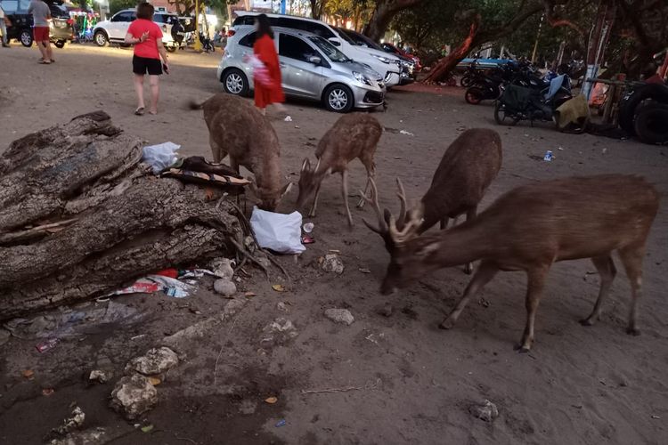 Kawanan rusa terlihat memakan sampah di Pantai Pangandaran.
