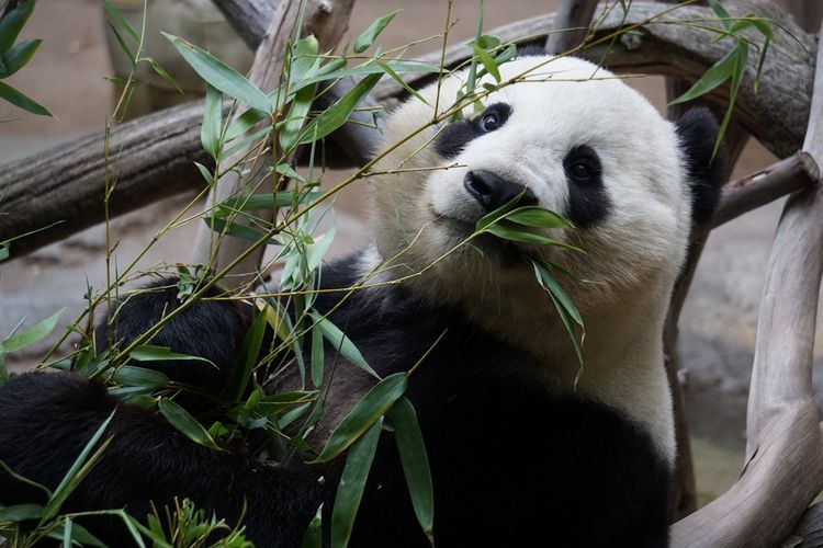 Ilustrasi panda sedang makan daun bambu di kebun binatang. 