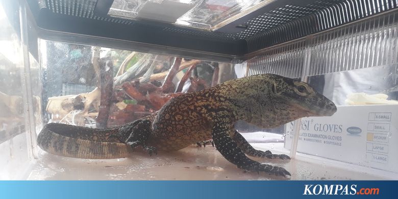 Penjualan 41 Komodo ke Luar Negeri Melalui Facebook