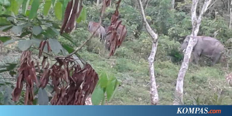 Di Riau, Kawanan Gajah Liar Masuk Pasar dan Perkebunan Sawit Warga