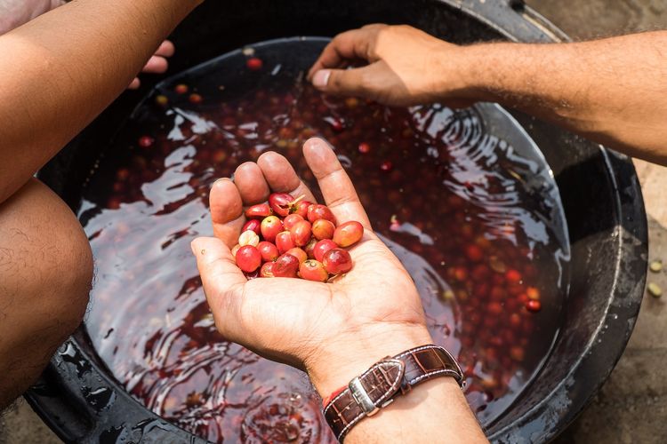 Merendam kopi