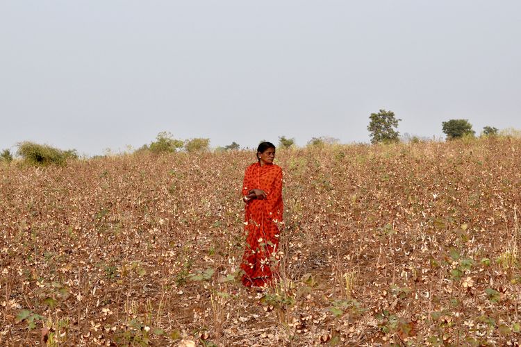 Pertanian kapas di India. Suami Shantabai, Vinod yang bekerja sebagai petani kapas, bunuh diri 10 tahun yang lalu. Tidak ada waktu berduka bagi Shantabai sebab dia harus pergi bekerja sehari setelah kematian suaminya.