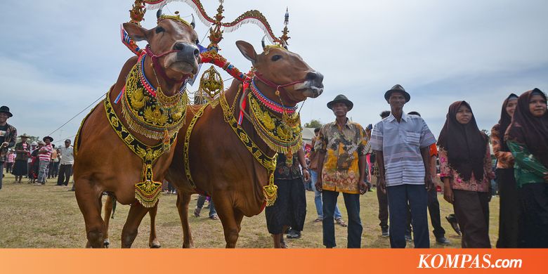 Sapi Sonok, Si Cantik dari Madura