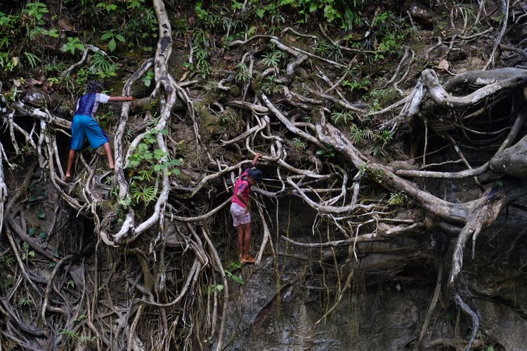 Akar pohon di Air Terjun Wasfarak.