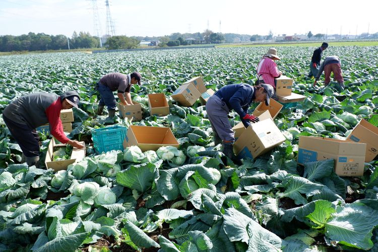 Petani sayuran di Jepang.