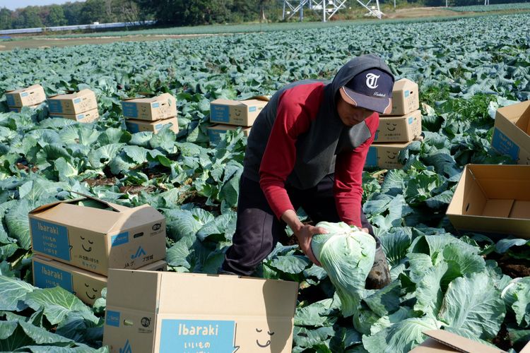 Petani sayuran di Jepang.