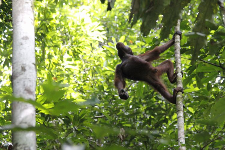 IAR Indonesia melepasliarkan 5 orangutan di Taman Nasional Bukit Baka Bukit Raya (TNBBBR), Kabupaten Melawi, Kalimantan Barat, Jumat (28/6/2019)  