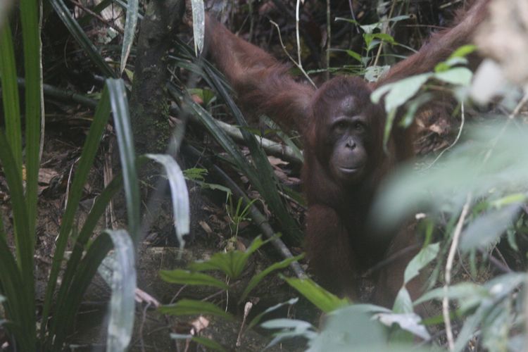 IAR Indonesia melepasliarkan5 orangutan di Taman Nasional Bukit Baka Bukit Raya (TNBBBR), Kabupaten Melawi, Kalimantan Barat, Jumat (28/6/2019)  