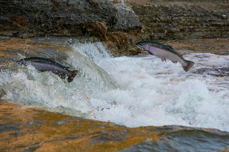 Masyarakat Adat Ainu Jepang Tuntut Pengakuan Hak Menangkap Ikan Salmon, Ditolak Pengadilan Tinggi
