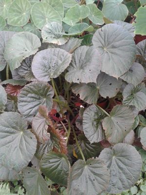 Begonia galeolepis