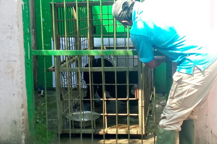 Salah satu keeper Bandung Zoo tengah memperlihatkan Macan Kumbang yang ditangkap Di Subang, karena masuk pemukiman warga.