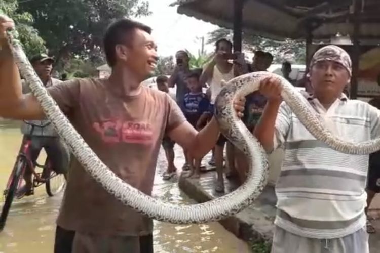 Sejumlah warga mengarak Ular Sanca yang berhasil ditangkap di Bojong Kulur, Kecamatan Gunung Putri, Kabupaten Bogor, Jumat (26/4/2019)