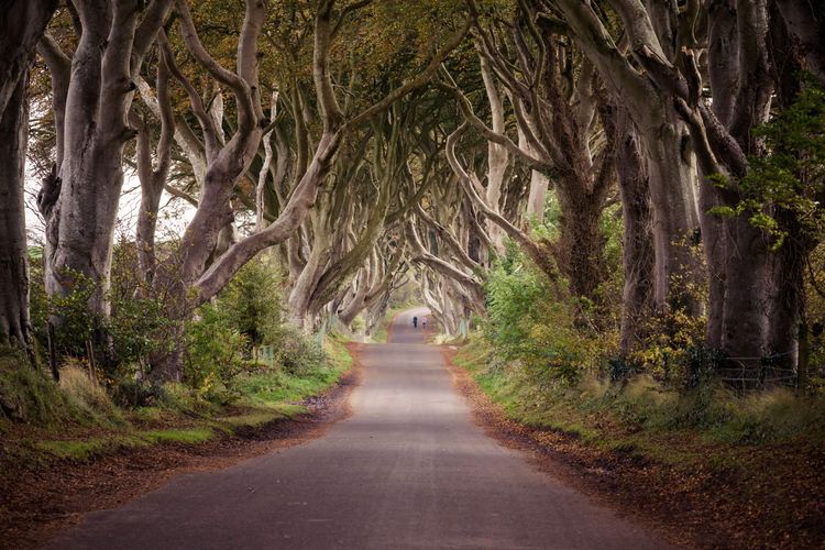 The Dark Hedges di Irlandia Utara terkenal sebagai Kings Road di serial GOT. 