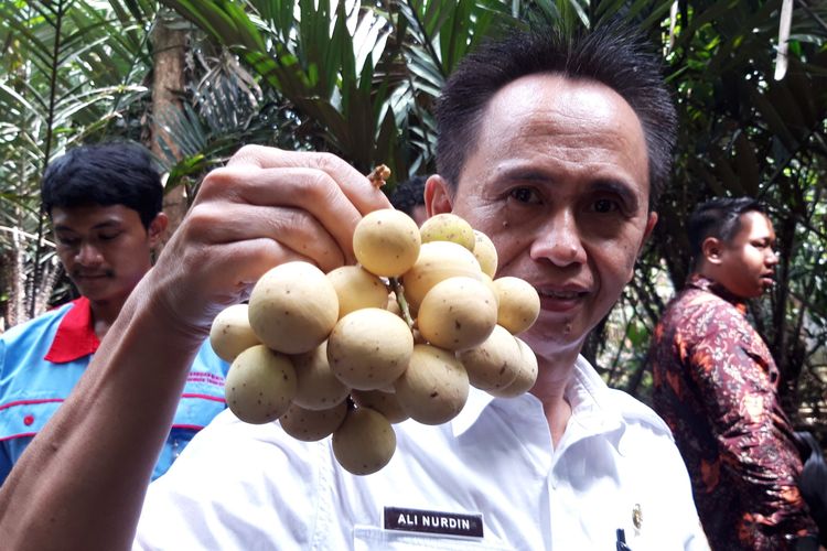 Hasil buah duku di Cagar Buah Condet, Jakarta Timur