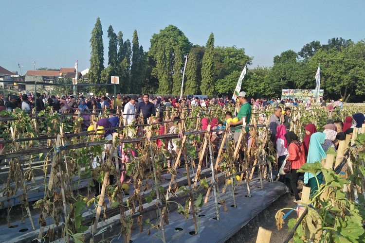 Warga memadati kebun percobaan PT Petrokimia Gresik, untuk petik buah dan sayuran secara langsung, Minggu (14/7/2019).