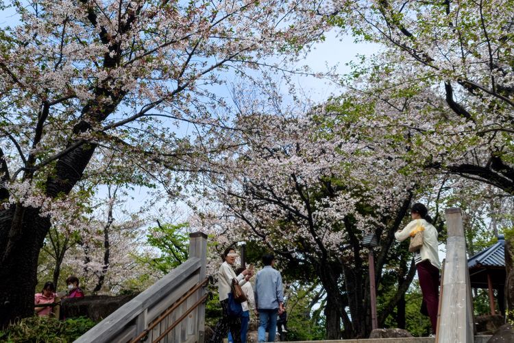 Taman bunga sakura di Jepang. (KARAKSA MEDIA PARTNER/ALIF)