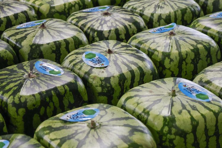Jepang Mulai Mendistribusi Semangka Kotak Unik, Harga Rp 1,1 Juta per Buah