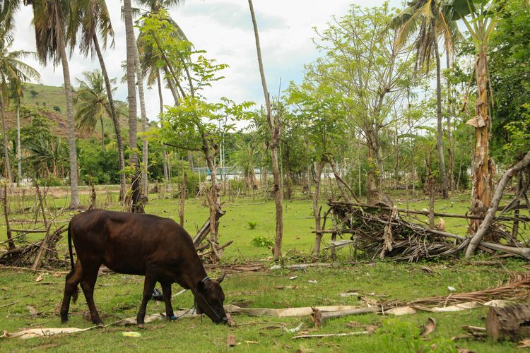 Sapi di tengah Sirkuit Mandalika