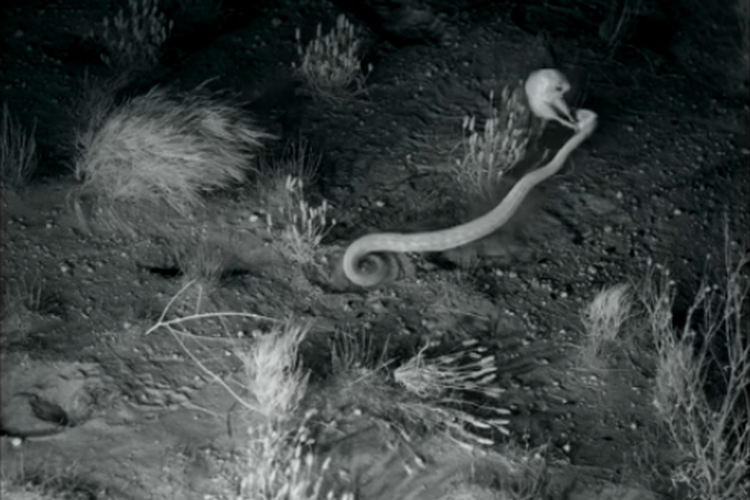 Kanguru gurun mencoba kabur dari tangkapan ular dengan menendang tepat di kepala. 