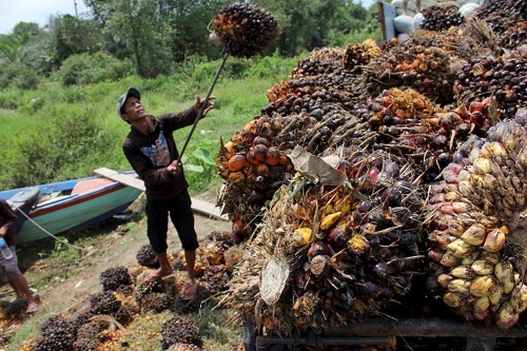 Seorang buruh angkut tengah menaikkan buah sawit segar dari perahu ke atas bak pikap di tepi Jalan Tangjung Apiapi, Desa Sukadamai, Kecamatan Tanjunglago, Kabupaten Banyuasin, Kalimantan Selatan, Senin (16/2/2015). Buah saiwt ini akan dibawa ke pabrik untuk diolah. 