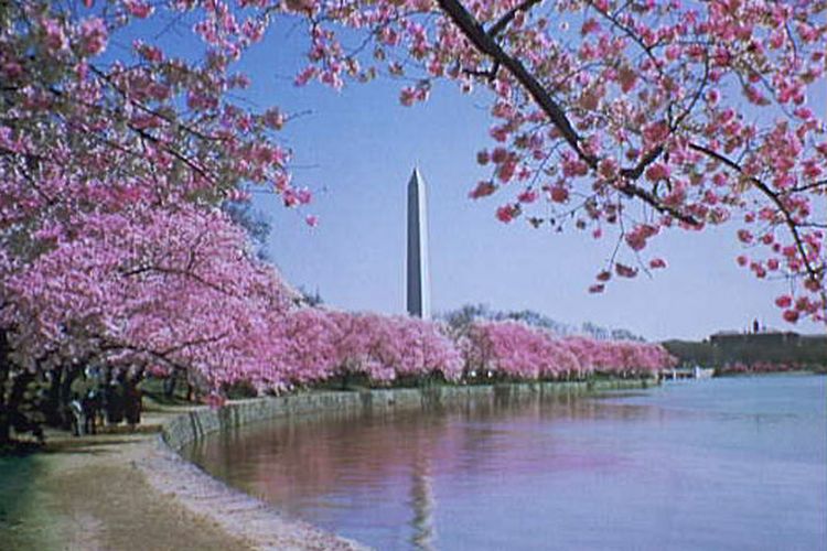 Pohon-pohon sakura ketika mekar di Washington