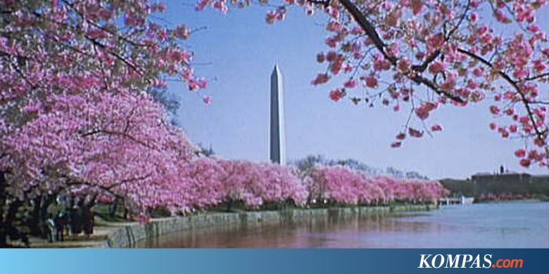 Saat Pohon Sakura Menghiasi Washington untuk Kali Pertama...