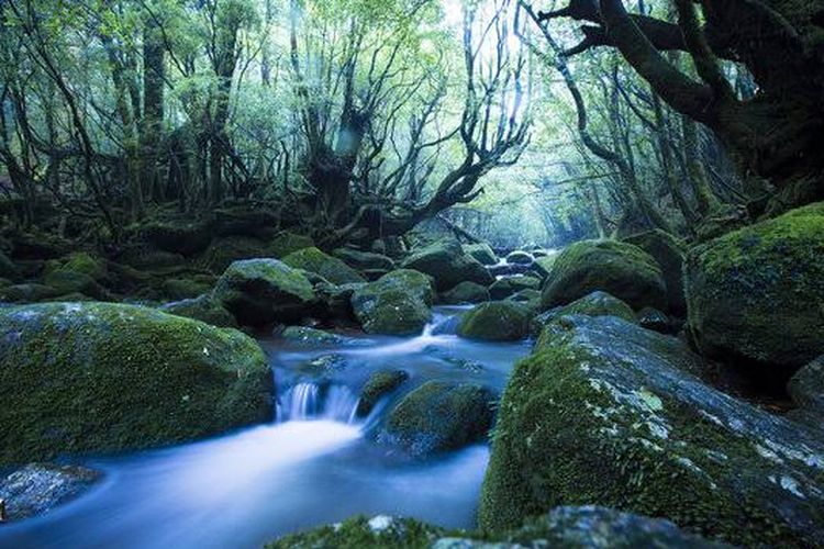 Yakushima pulau di Prefektur Kagoshima dengan kekayaan alam yang terdaftar sebagai situs Warisan Dunia, terkenal dengan pohon cedar Jomon Sugi kuno dan air terjun yang indah. (KARAKSA MEDIA PARTNER)