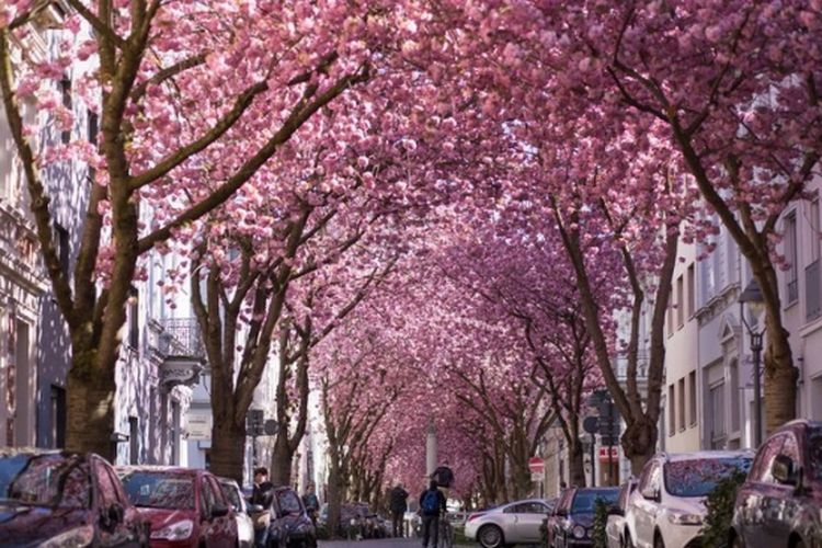 Cherry Blossom Avenue