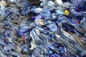 Viral Tantangan #BeatPlasticPollution di Antara Selebritas, Apa Itu?