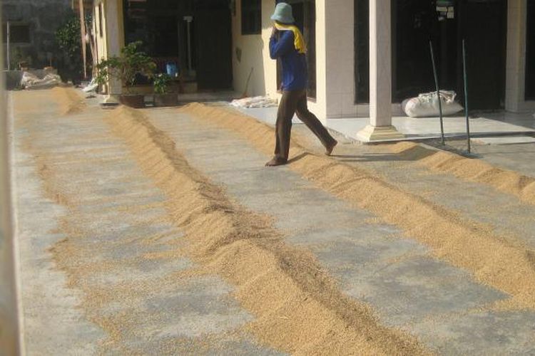 Pekerja melintas di atas gabah yang tengah dijemur di Desa Gardu Mukti, Kecamatan Tambak Dahan, Kabupaten Subang, Provinsi Jawa Barat pada Selasa (20/10/2015). Kementerian Pertanian menyebutkan, pada 2015, pemerintah tidak melakukan impor beras konsumsi. Menurut data Angka Ramalan I Badan Pusat Statistik produksi pada sepanjang 2014-2015 mencapai 75,551 juta ton padi.   