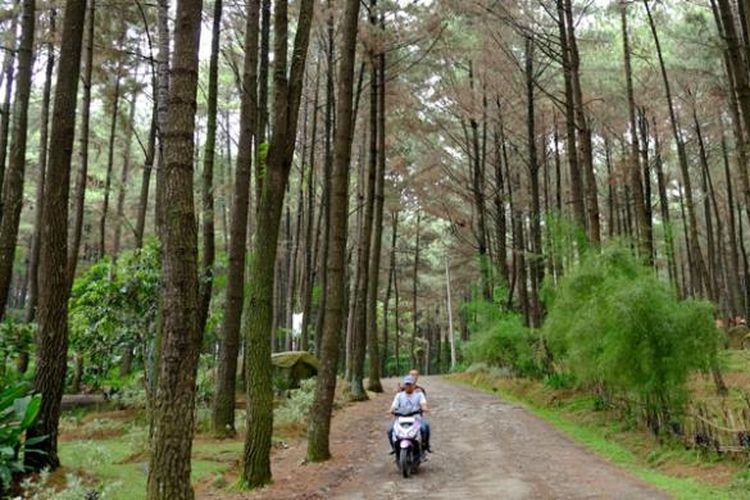 Suasana hutan pinus Gunung Pancar, Babakan Madang, Kabupaten Bogor, Rabu (13/4/2016). Di kawasan wisata alam Gunung Pancar, pengunjung bisa menikmati pemandangan hutan dan pemandian air panas.