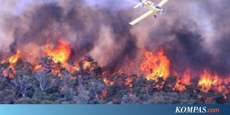 Selama 2018, 1.647 Hektar Lahan di Riau Terbakar