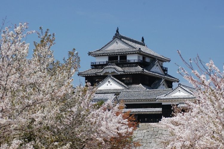 Sakura di Matsuyama