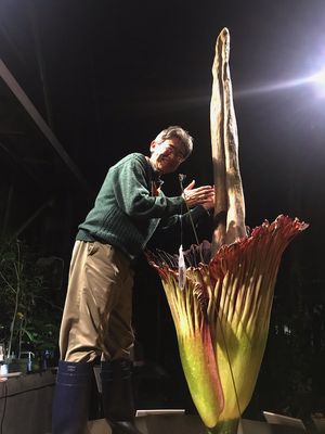 Bunga Titan Arum yang mekar di hari pertama.