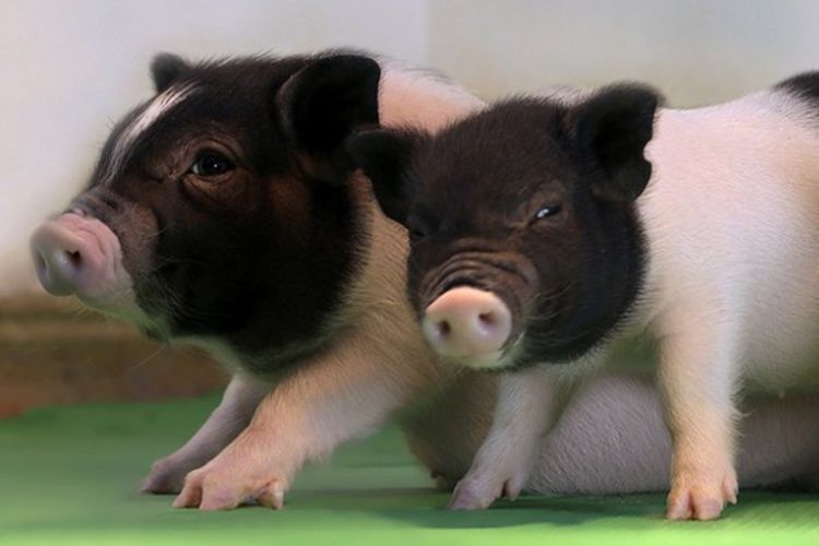 Babi-babi yang bebas PERV