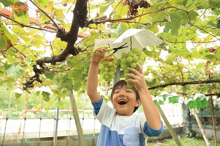 Buah anggur jenis Shine Muscat ini akan membuat kamu tersenyum.
