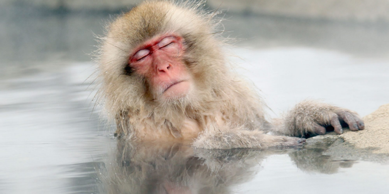 Monyet gunung yang dapat kamu temui di permandian air panas terbuka di Jepang saat musim dingin